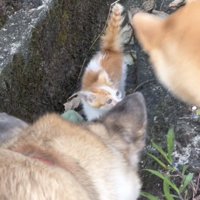 子猫を見つめる2匹の犬