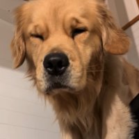 寝起きのゴールデンレトリバー4