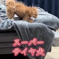 ソファの上にいる犬たちが…