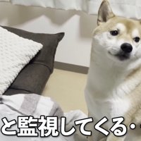 監視してくるきなこちゃん