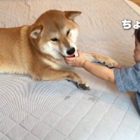 むぎくんVS男の子のボールの取り合い