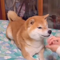 おやつをシャッフル