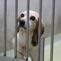 檻の向こうから上を見上げる犬