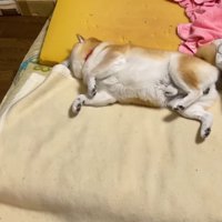 甘えん坊のらんまるくん