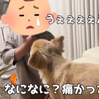 男の子は号泣！