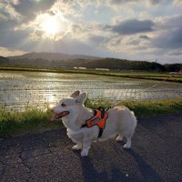 お散歩