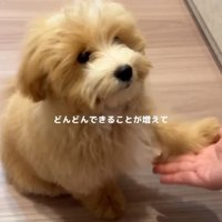 お手する子犬