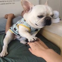 前足を重ねる犬2