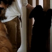 ルーク君をお散歩に誘った時の態度3