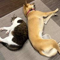 仲良しのみーちゃん