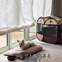 こはく君とここまるちゃんの家族愛4