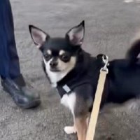 ドッグランが閉鎖されていた