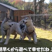 とっても仲良しな3頭♡