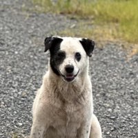 座り込む野良犬