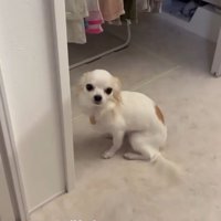 「お散歩」と聞いて、部屋の隅でうずくまる白い犬