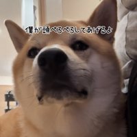 顔を向ける犬