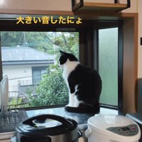 雷が鳴った時のリリーちゃん＆タンタンちゃん2