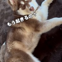 不満そうな琥珀くん