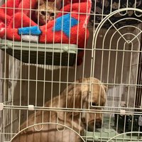 肩を落とすクラリスちゃん