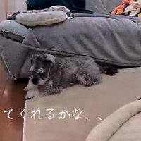 「どうしよ…」