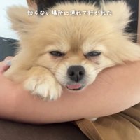 女性に撫でられて目を細める犬