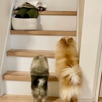 小型犬の子犬と成犬