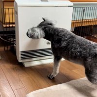 ヒーターに怒るジュディちゃん