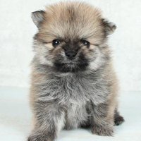 パピーならではの可愛さ♡