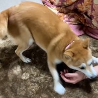 まだまだ大暴れ♪