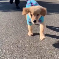 元気よくダッシュ！