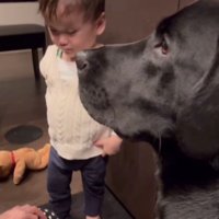 「もうやめてあげて」