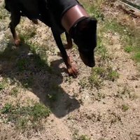 タイソンくんが回復するまで9