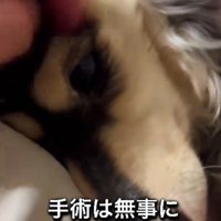 手術は無事に成功