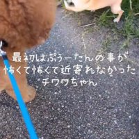 トイプードルを見てぎょっとするチワワ