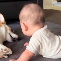 焦るこた君
