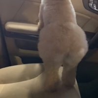 犬のおしり