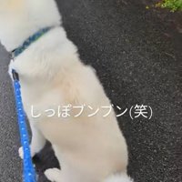 尻尾を振るこうたろう君