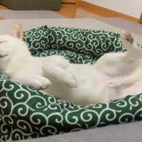 仰向けでベッドに寝ている犬