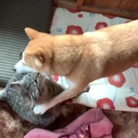 ワンプロが大好きな2匹