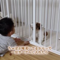 子犬が入ったケージの前にやってきた男の子
