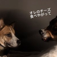 許さないジナくん