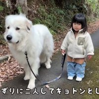 グレート・ピレニーズのシュシュちゃん