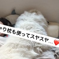 枕を使う犬