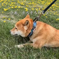 歩きたくなくて、ほふく前進！