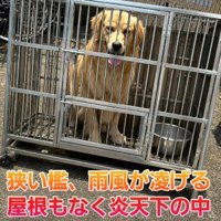 狭い檻の中で過ごしていた