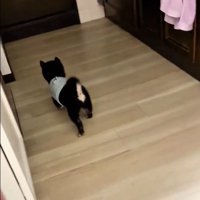 歩き出したまかお君