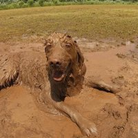 泥の中で笑顔の大型犬
