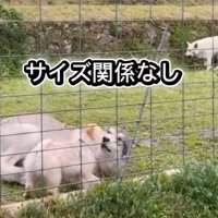寝転がるウルフドッグ
