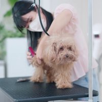 トリミングが始まりました