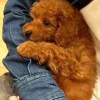 れおん君のビフォーアフター4